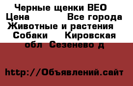 Черные щенки ВЕО › Цена ­ 5 000 - Все города Животные и растения » Собаки   . Кировская обл.,Сезенево д.